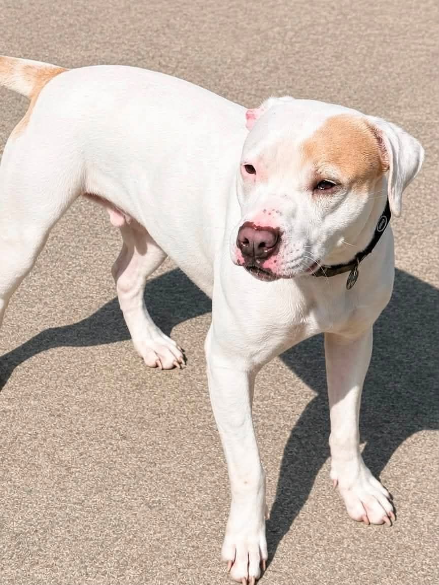 Zena