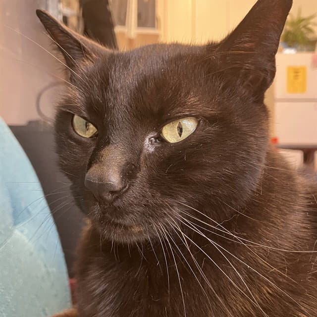 SIMON