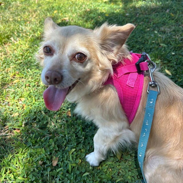PRALINE