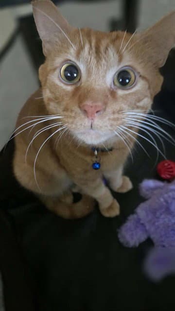 Sokka