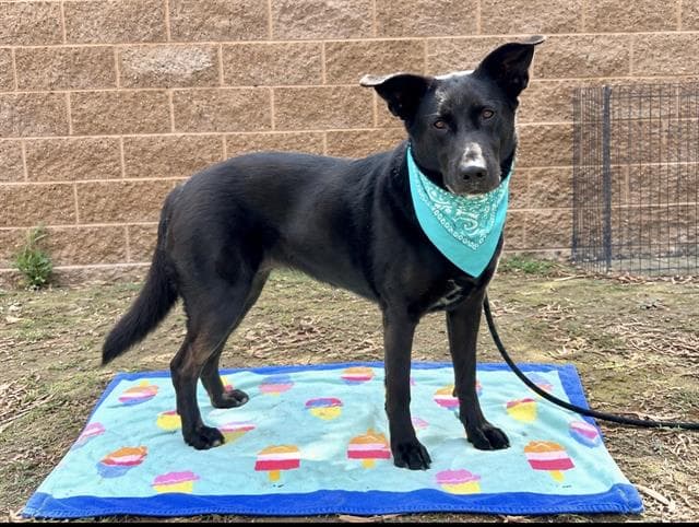 Kona