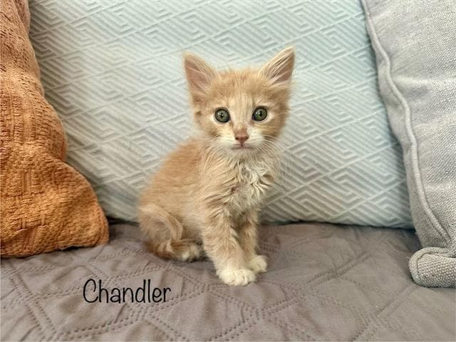 Chandler