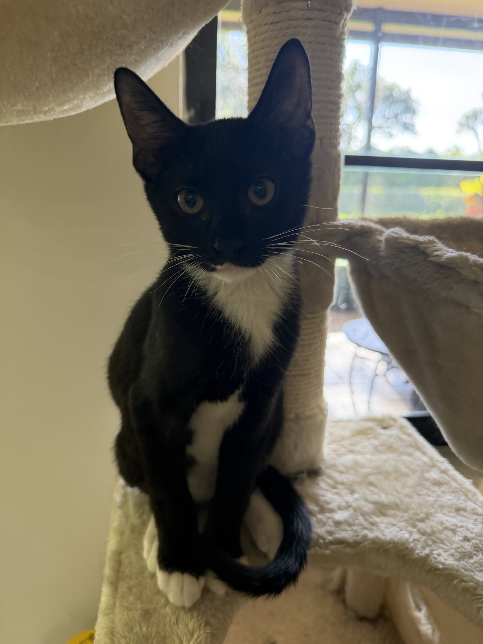Bowie