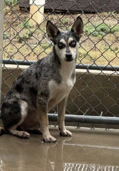 Zorro (Zozo)