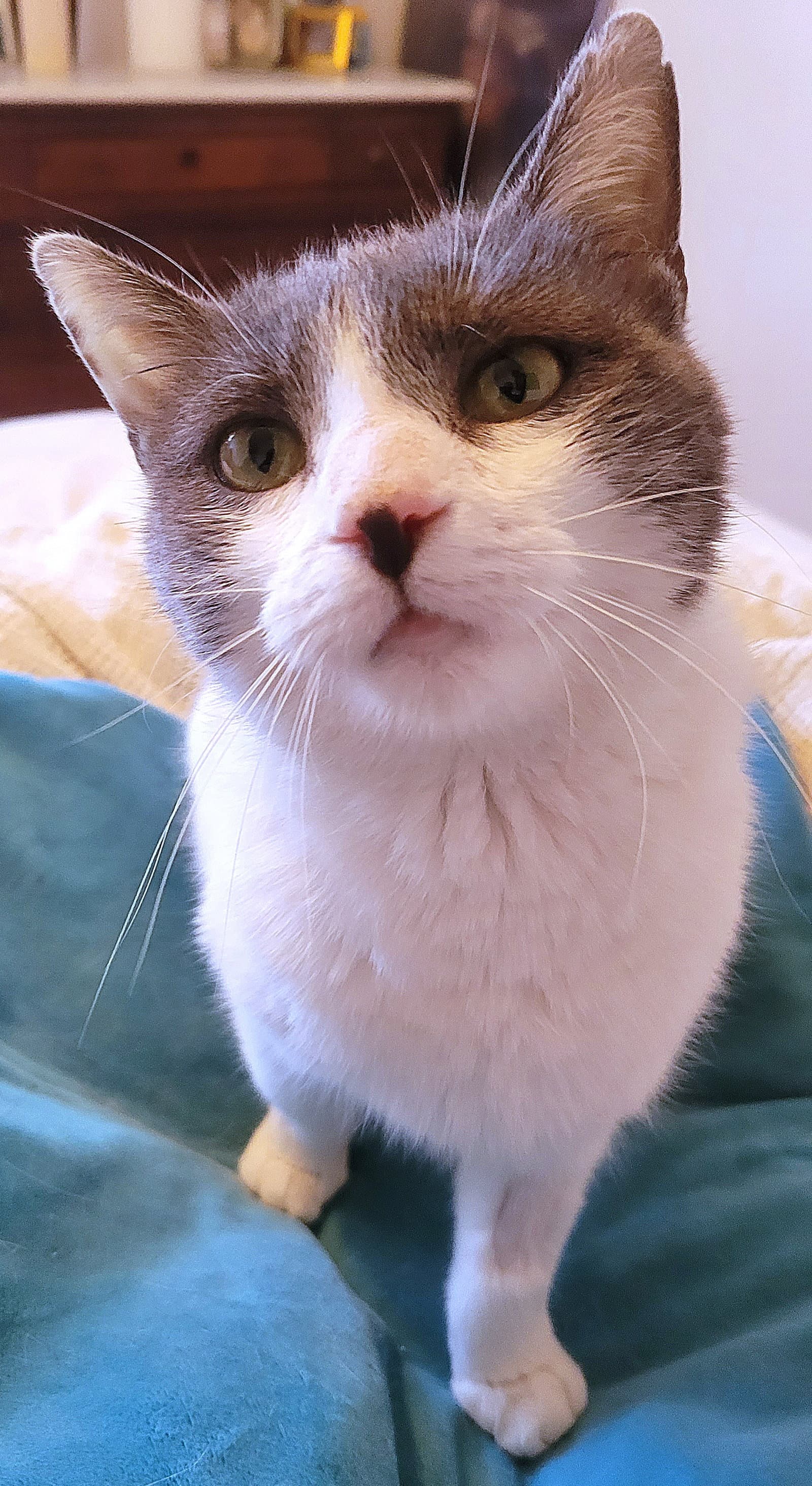 Rhiannon