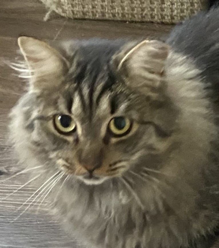Gabby