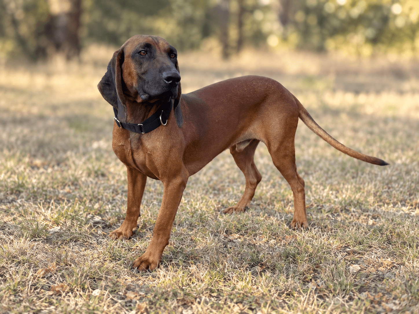 Cooper
