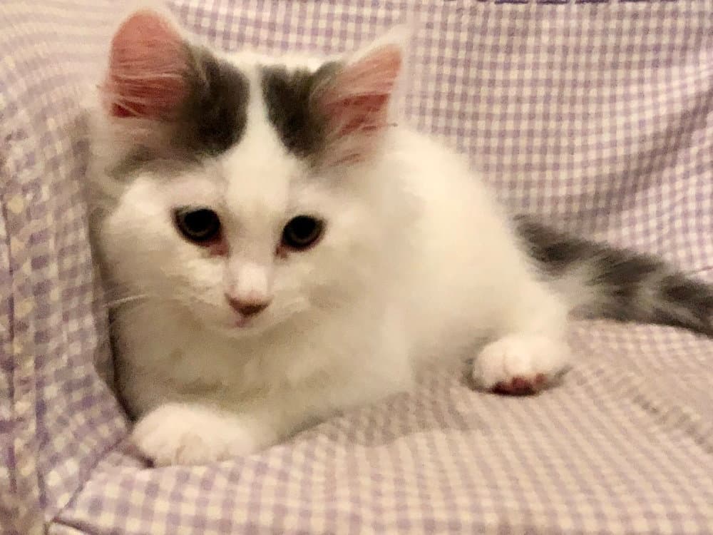 Casper