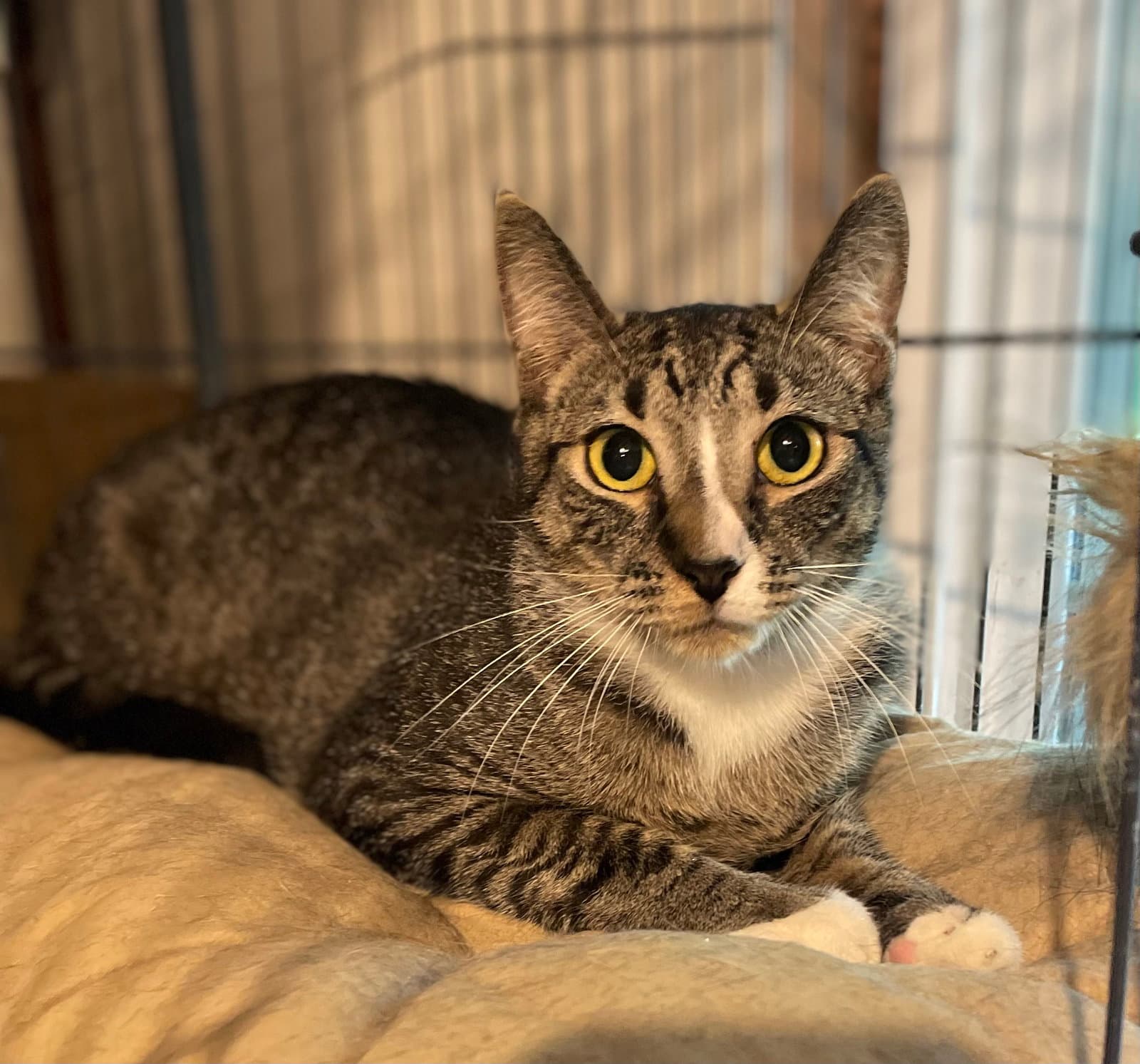 Bootsie
