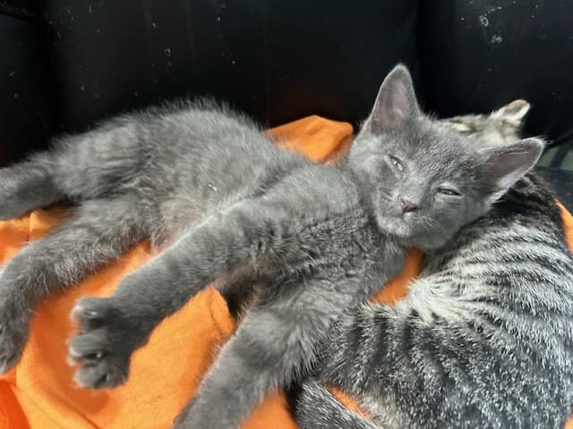 Sailor, Peg leg Pete, Marina AND OTHER KITTENS