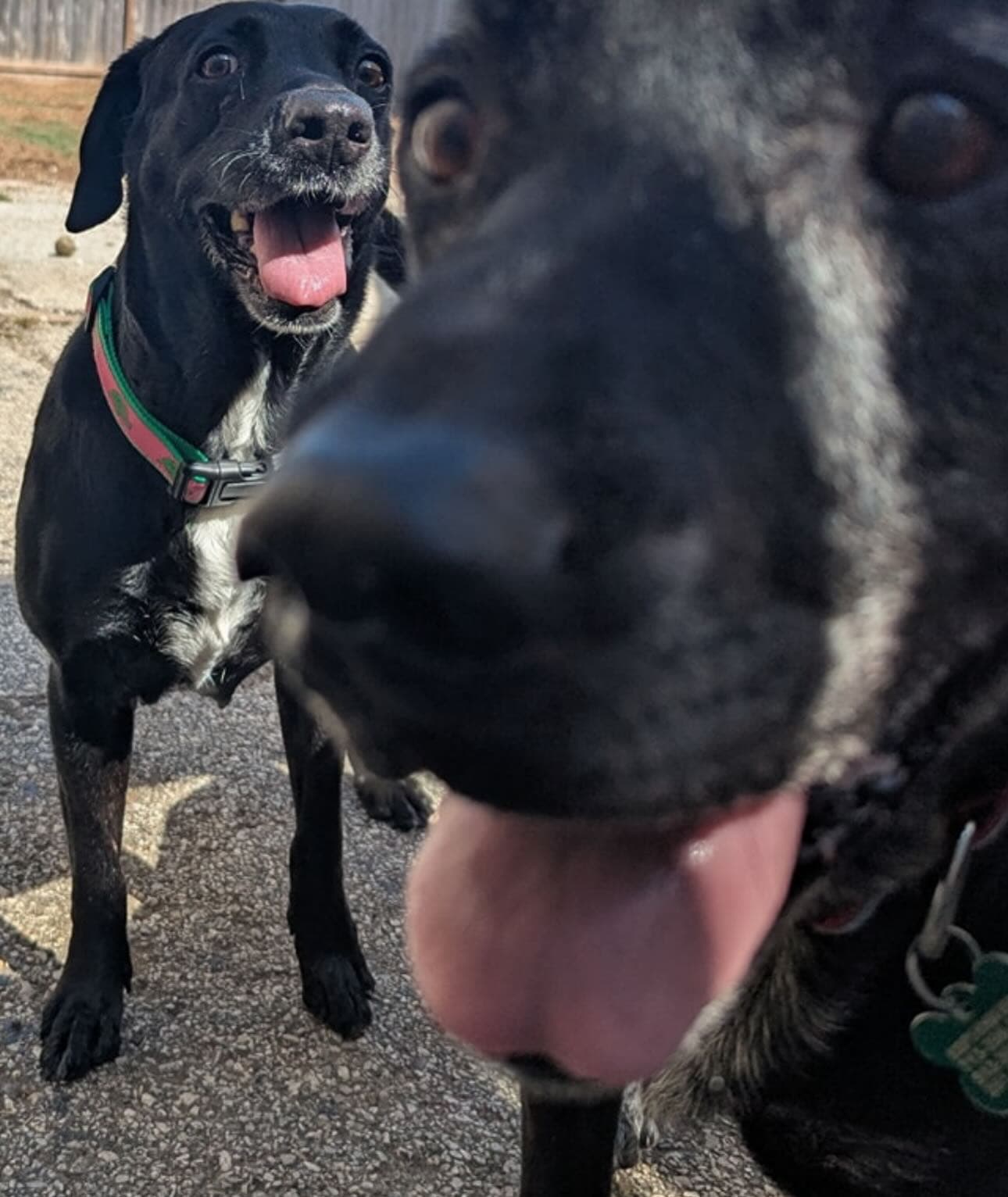 Lucy & Rose