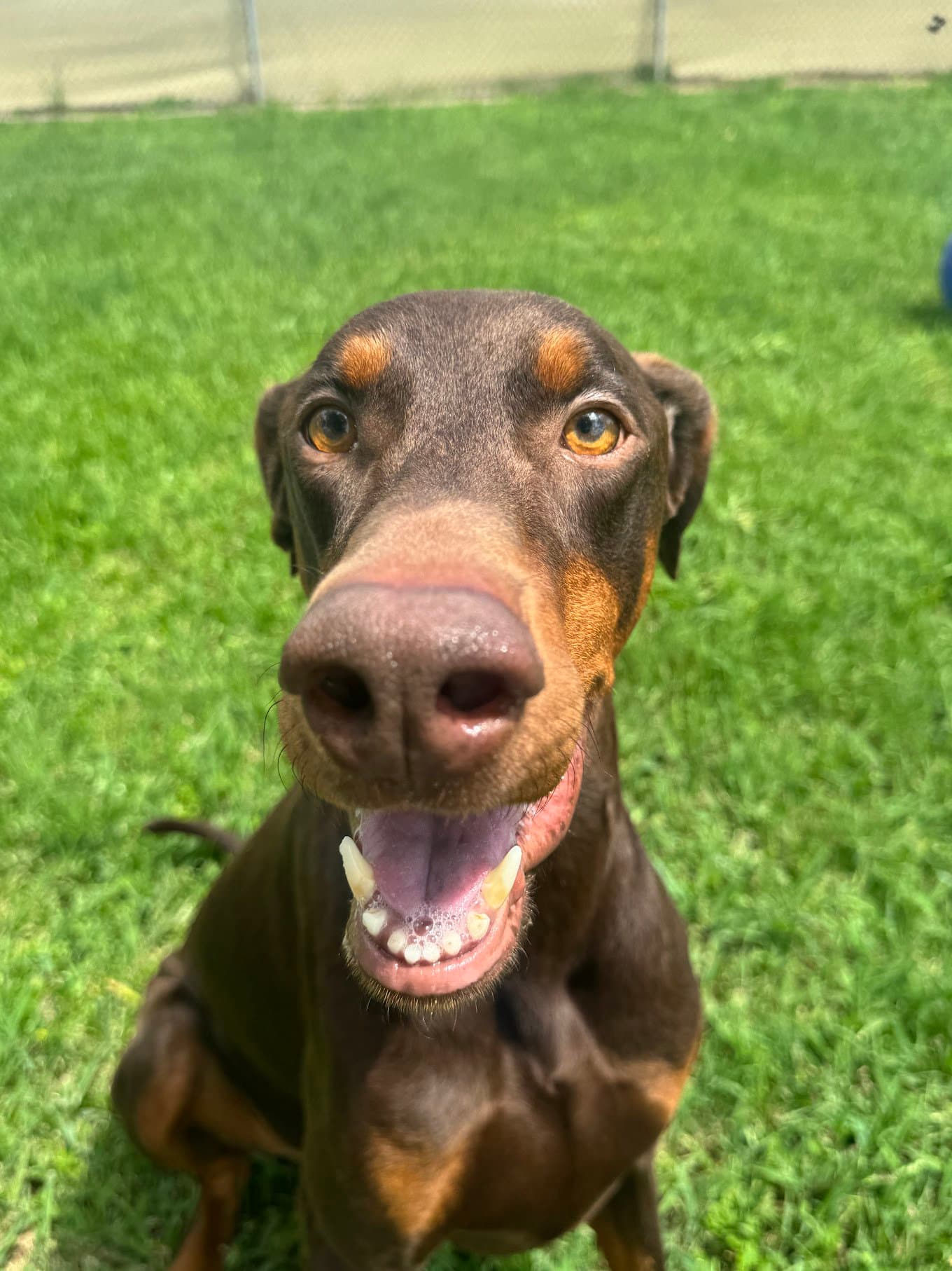 Cooper