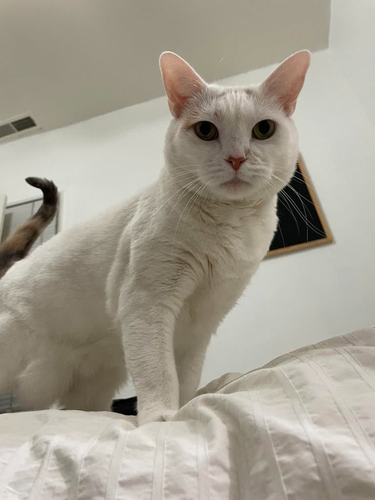Lizzie