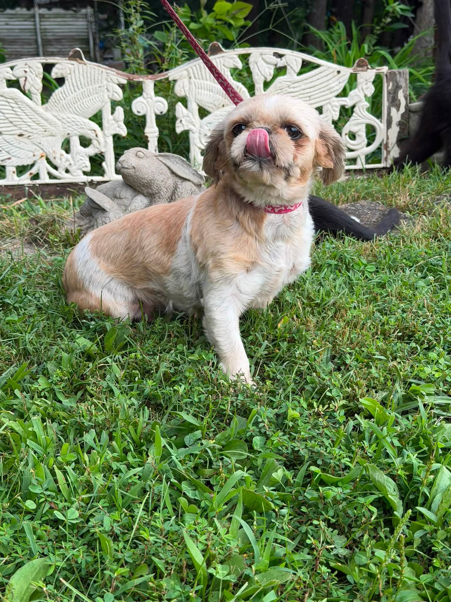 Casey/ADOPTED