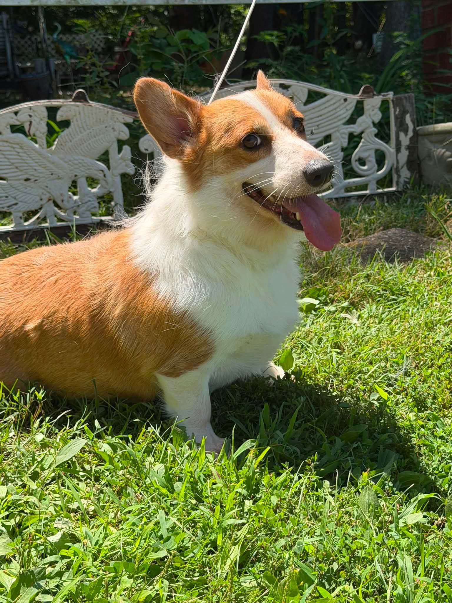 Ariel/ADOPTED