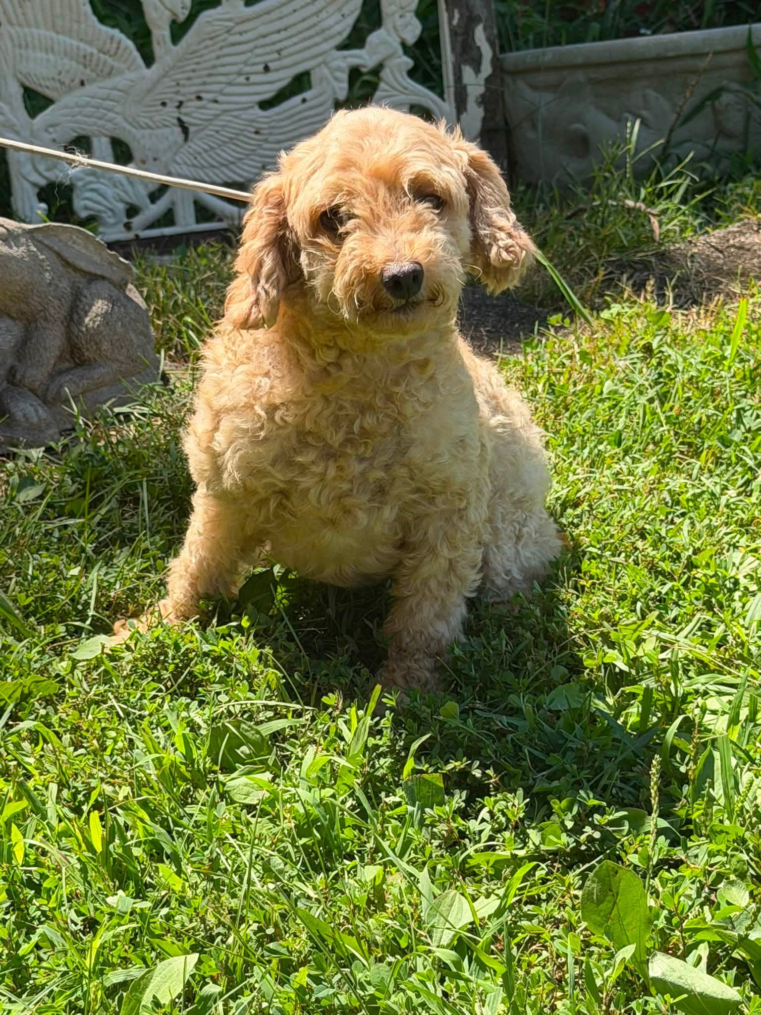 Buttons/ ADOPTED
