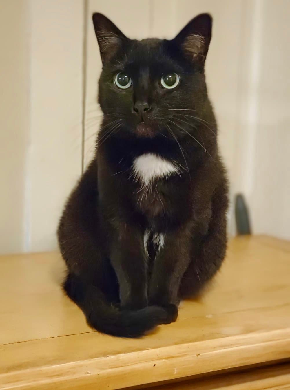 Bagheera - FOSTER OR HOME URGENTLY NEEDED!!!