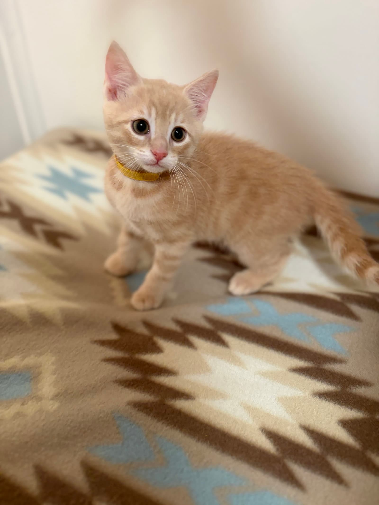Cheddar