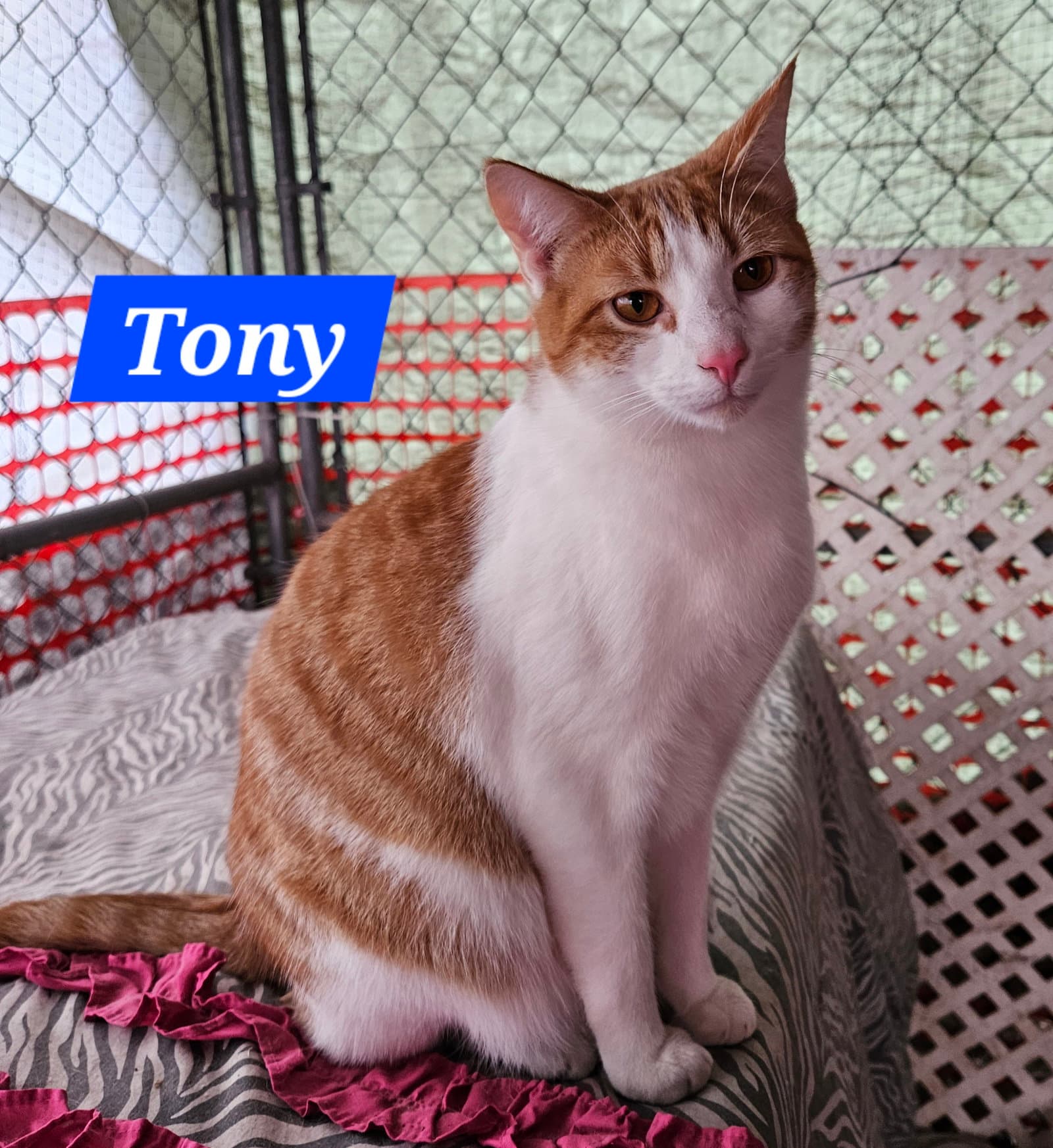 Tony Stark - NC