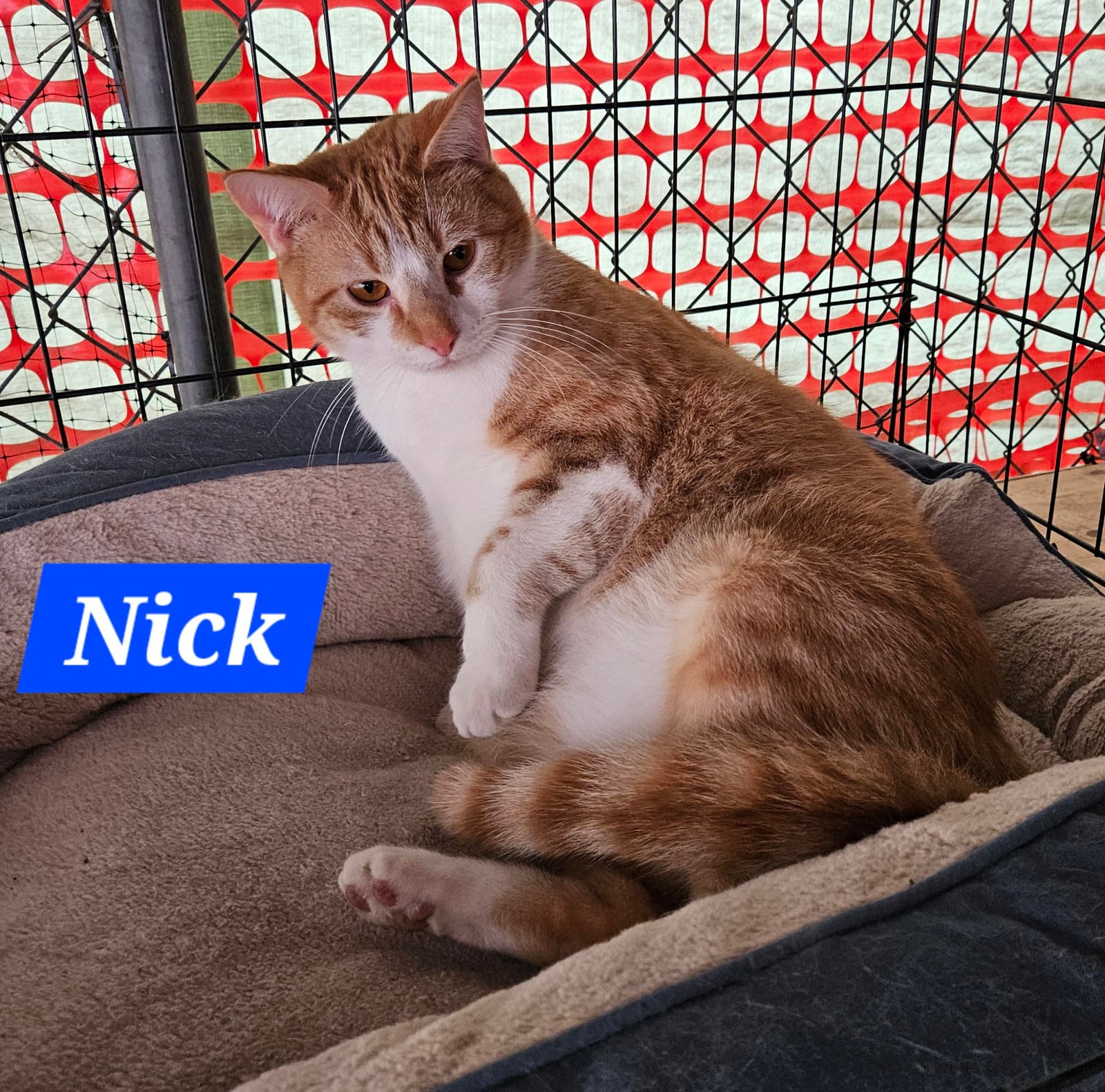 Nick Fury - NC