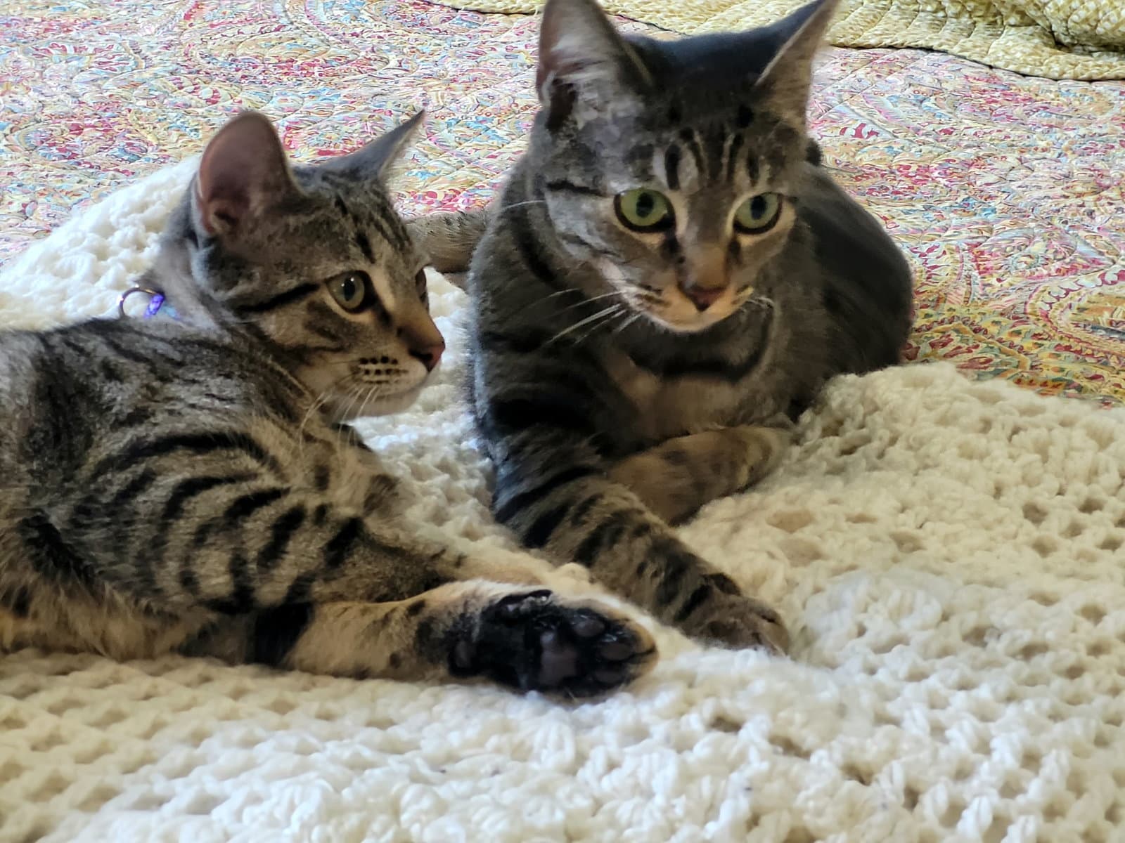 Spunky & Hurricane - NC