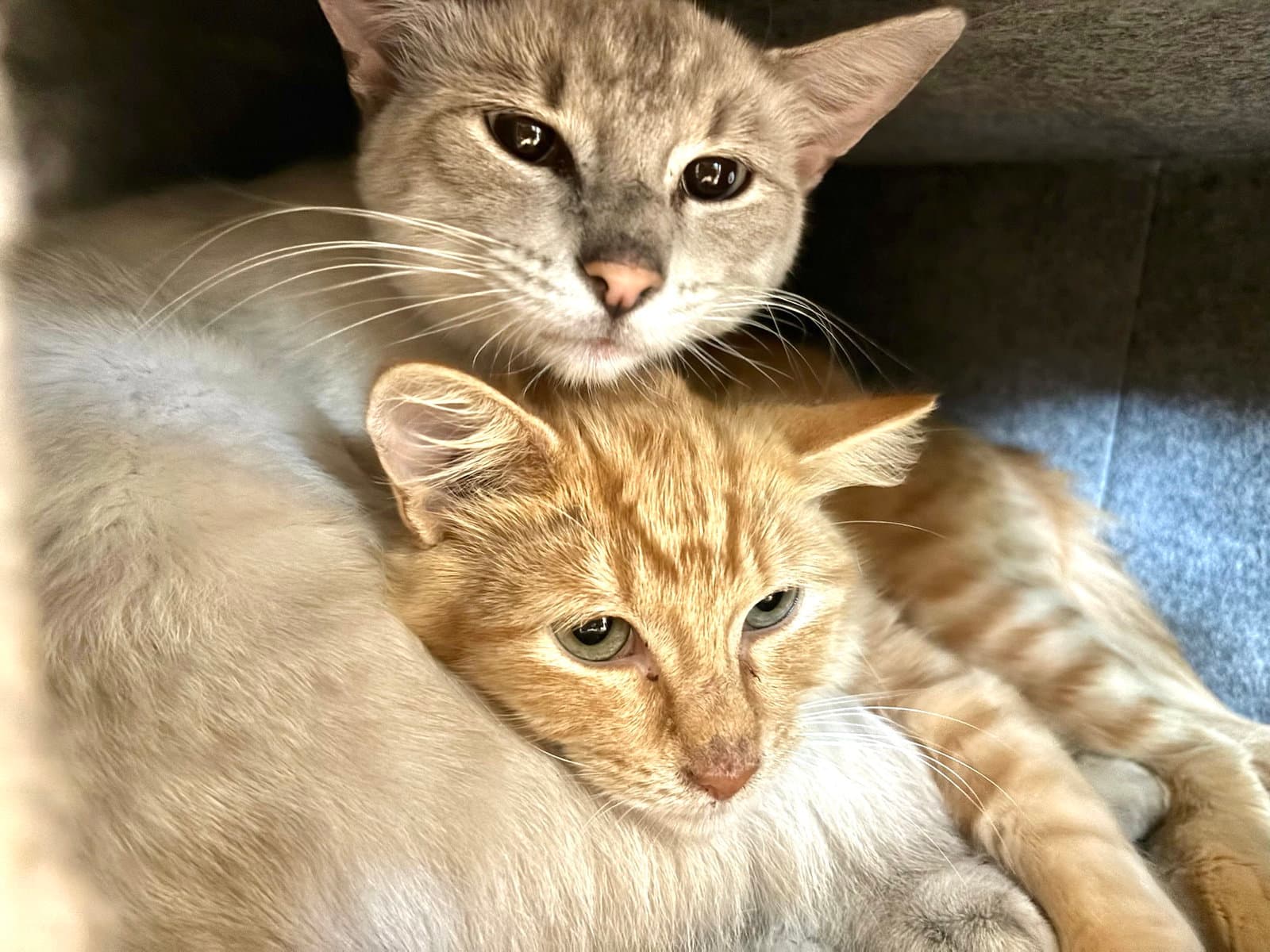 Minnie and Ghost