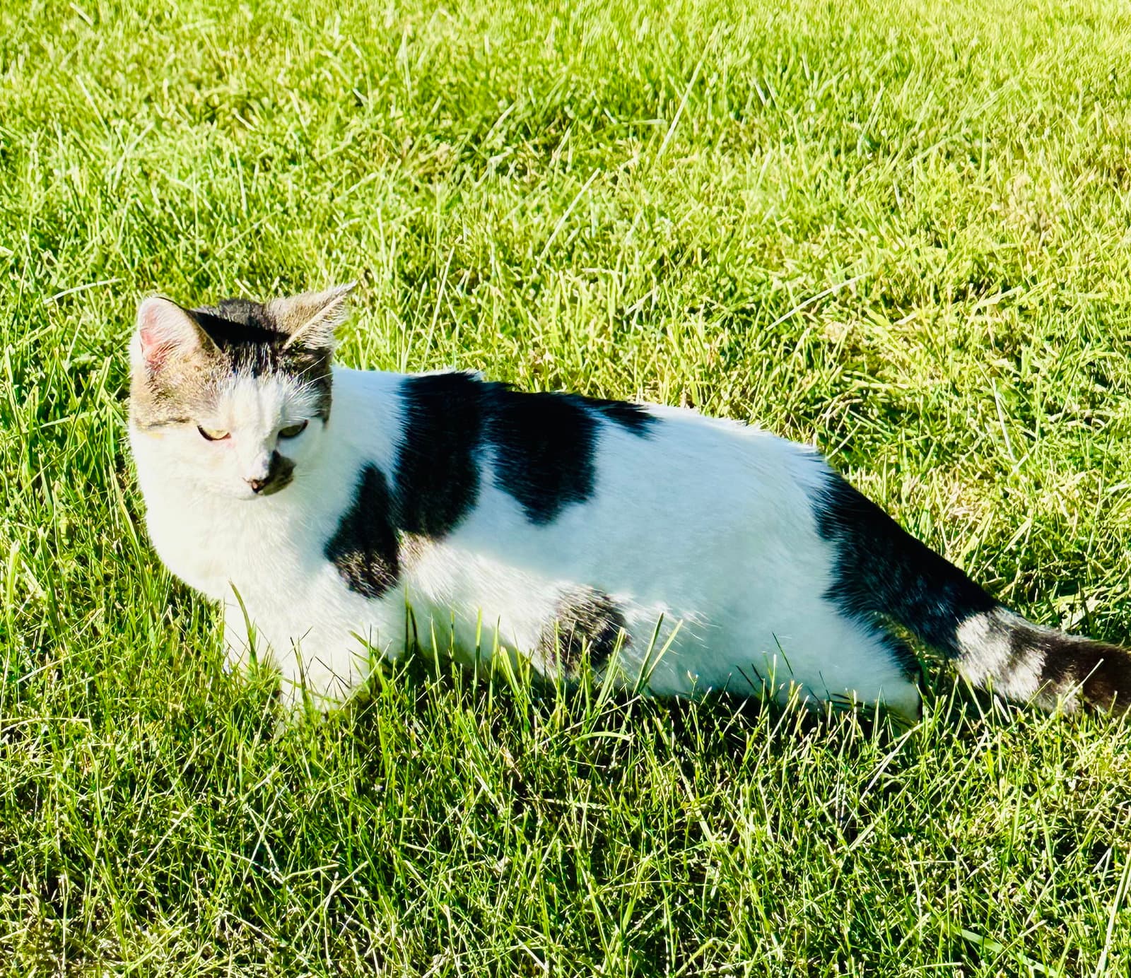 Cleo