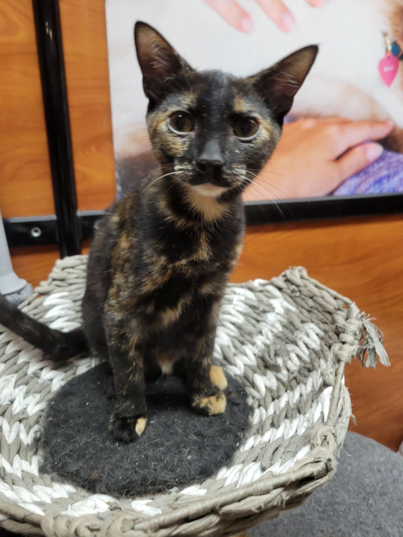Henrietta