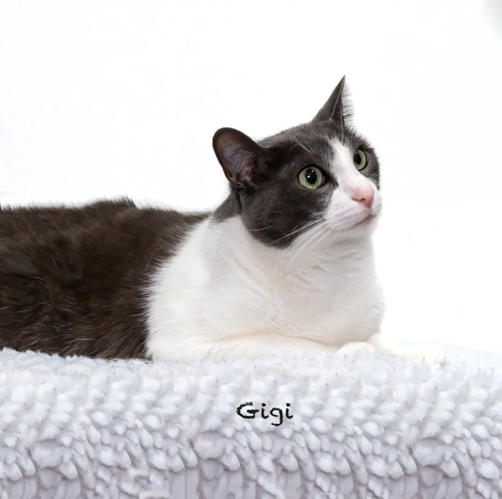 Gigi