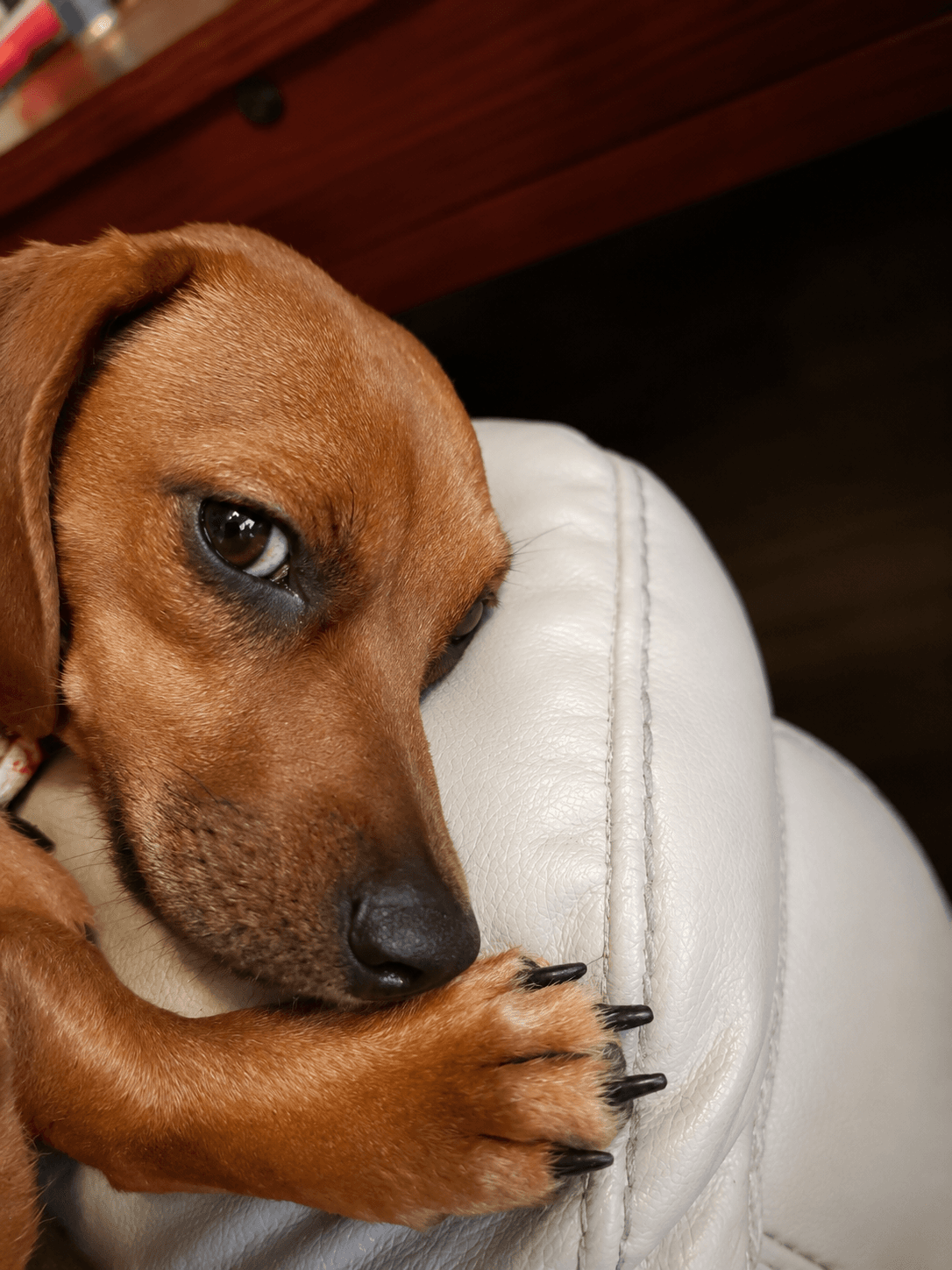 Josie (Bonded with Samantha)