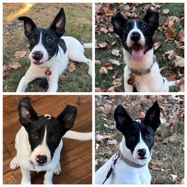 Pippa