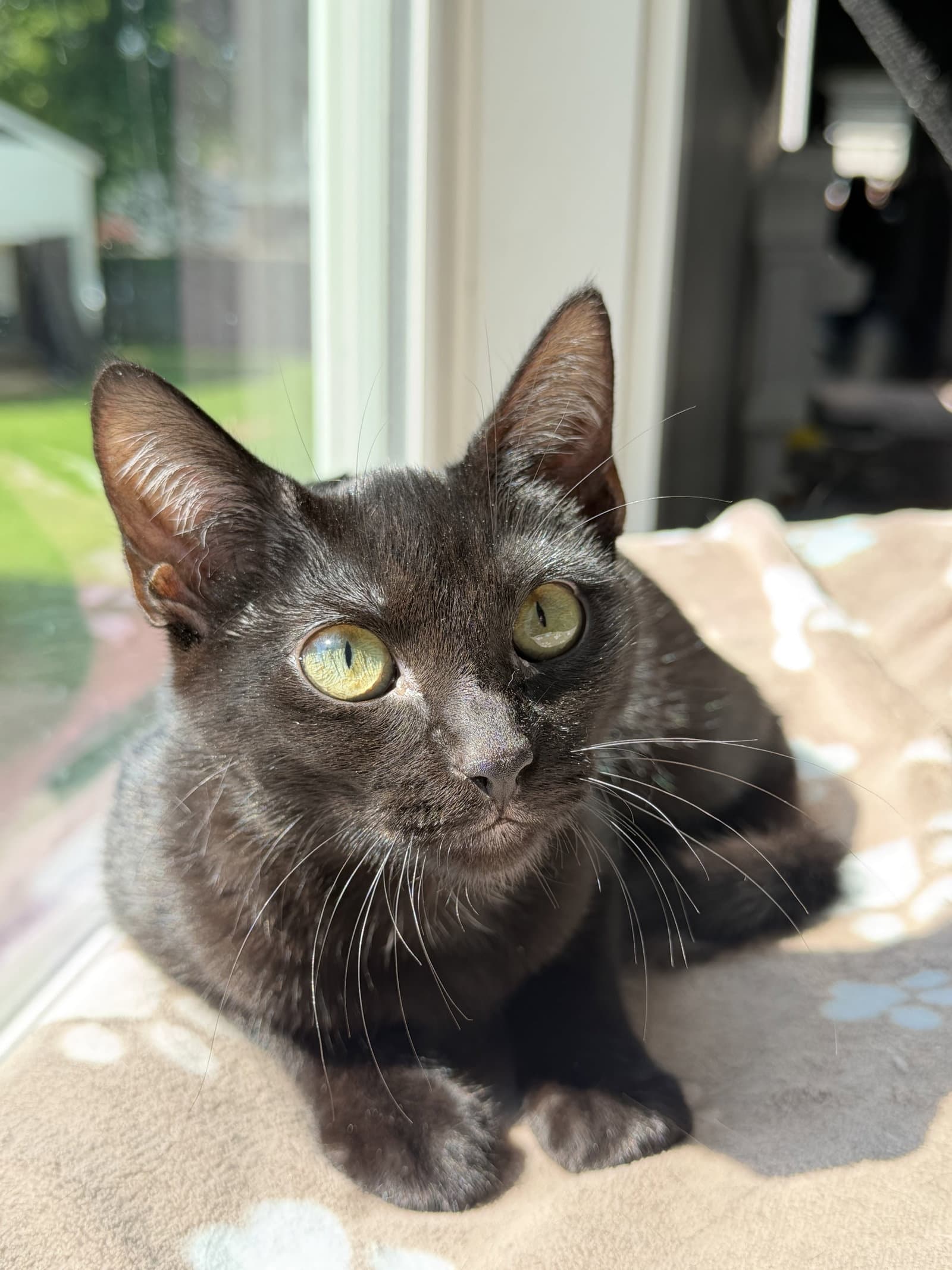 Zev