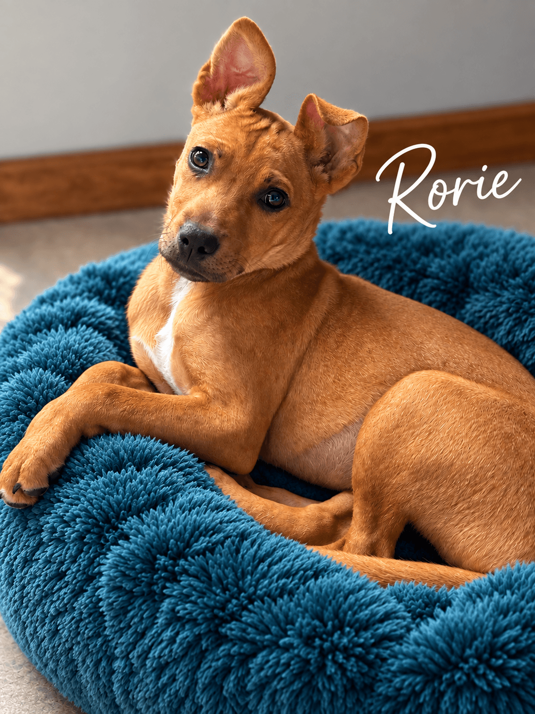 Rorie (f)