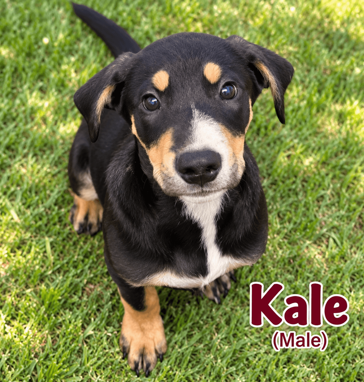 Kale (m)