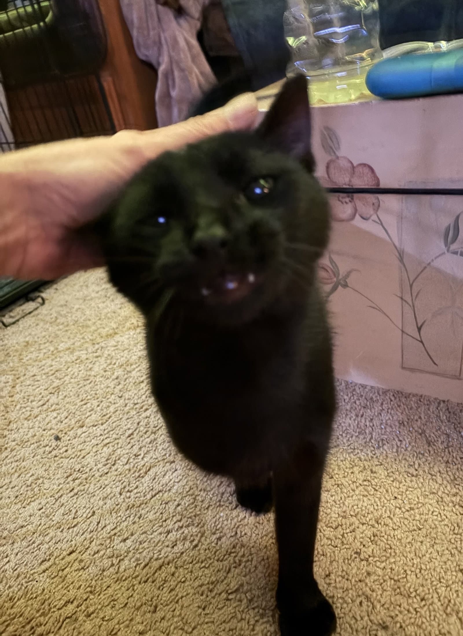 Jax