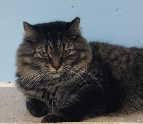 Bev - cat room