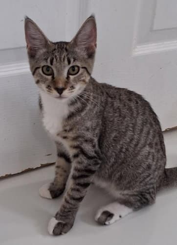 Zina - PSP Foster Home