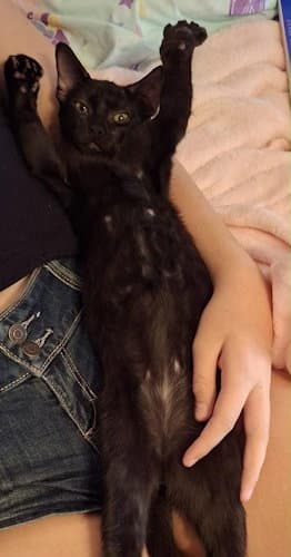 Axel - PSP Foster Home