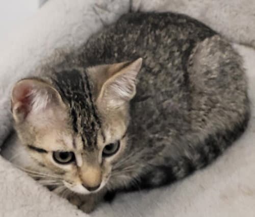 Jetta - PSP Foster Home