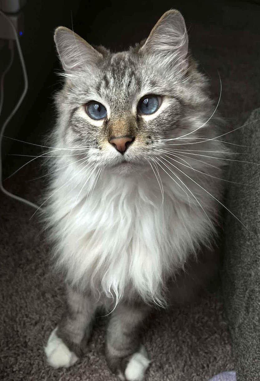 Beemo