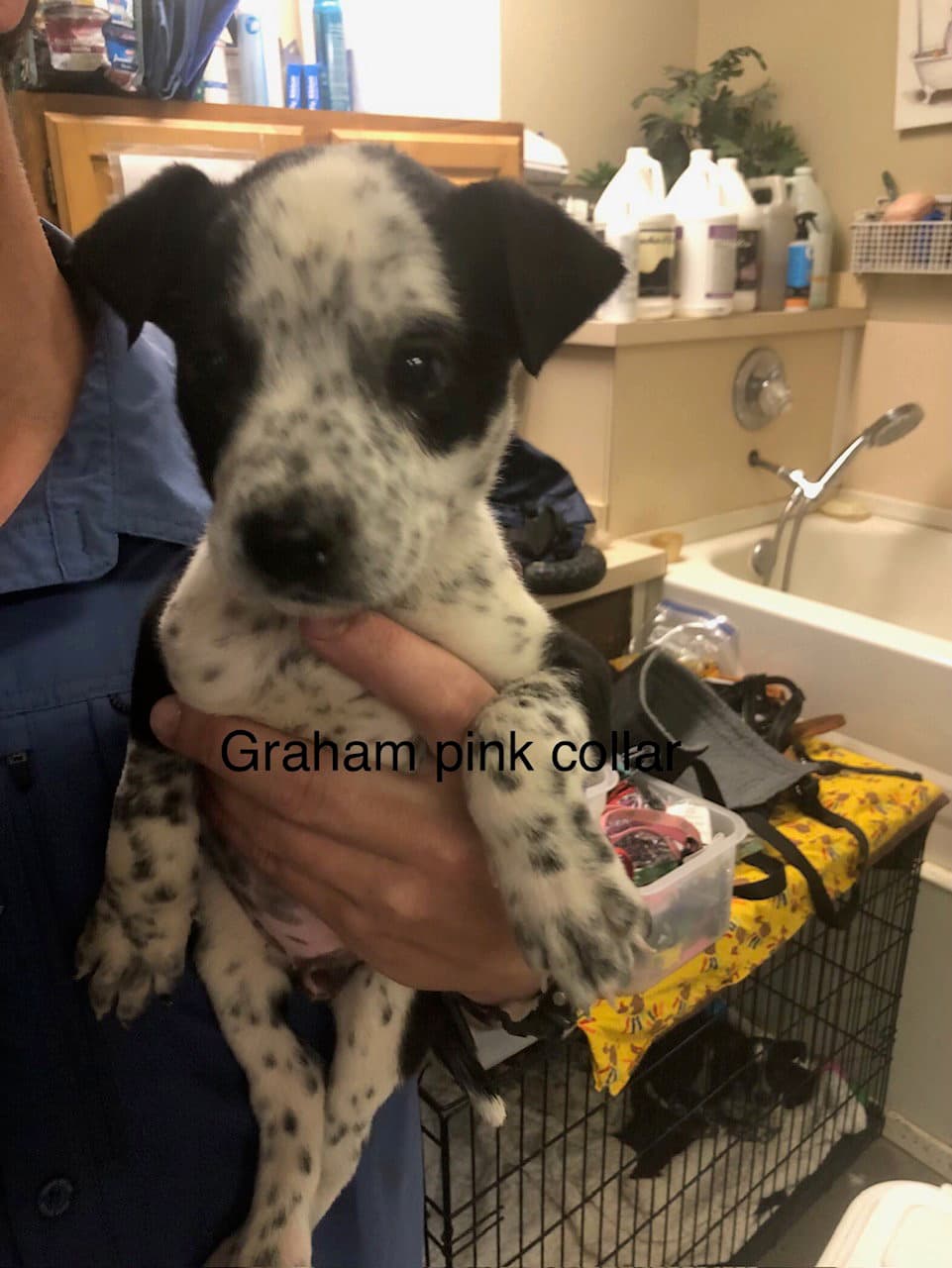 Graham