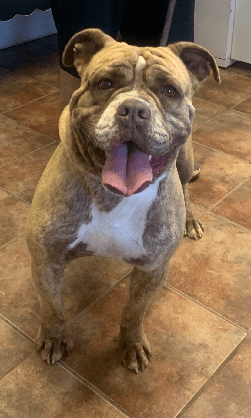 Diesel