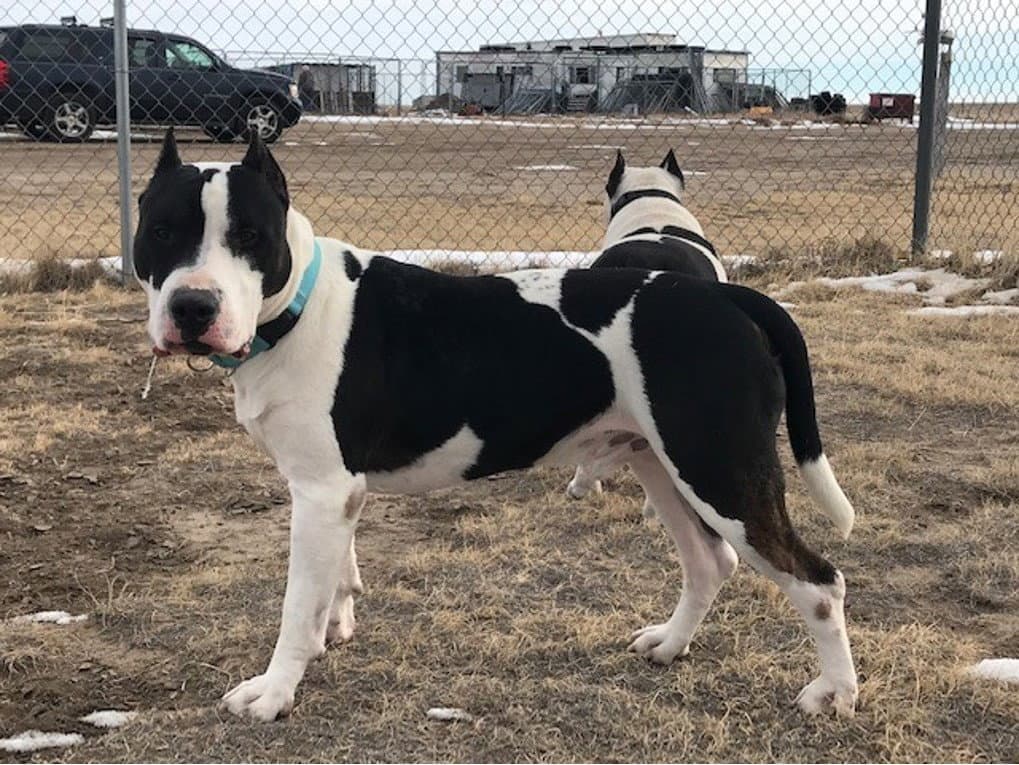 Max and Chyna