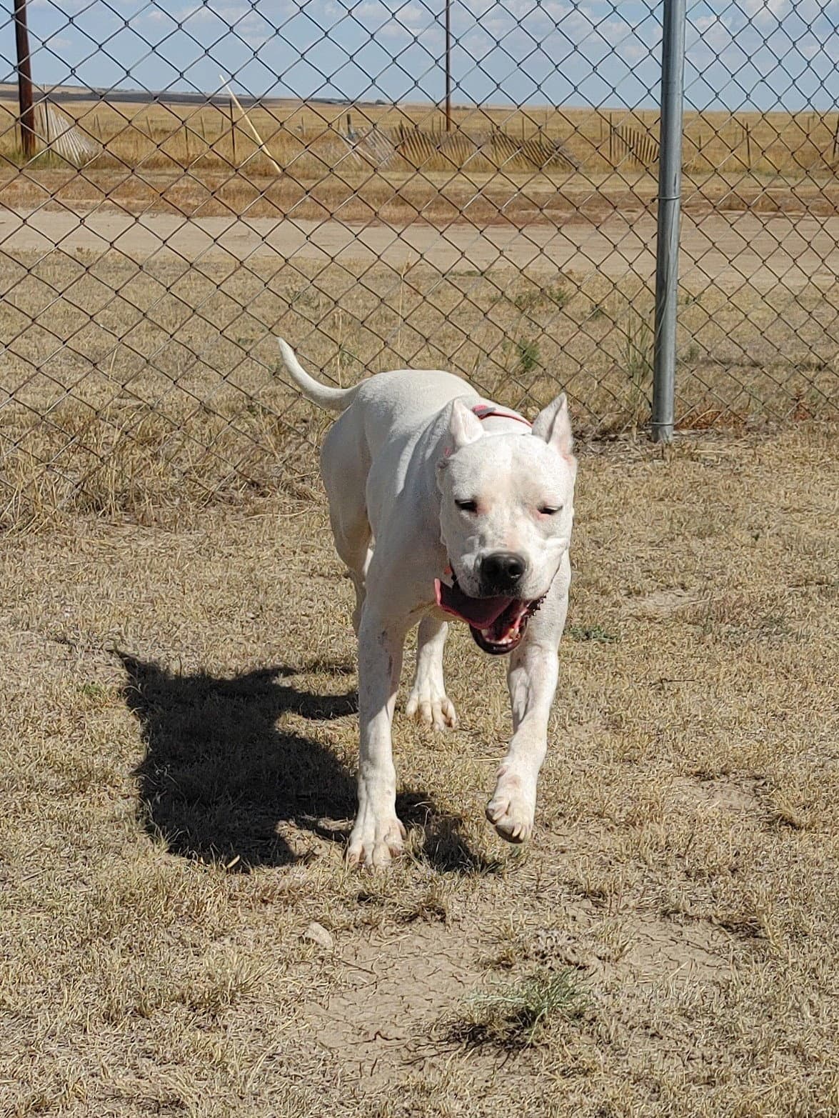 Shasta