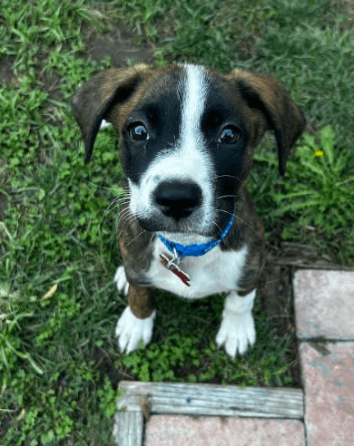 Milo