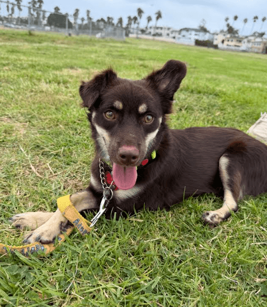 Rufus