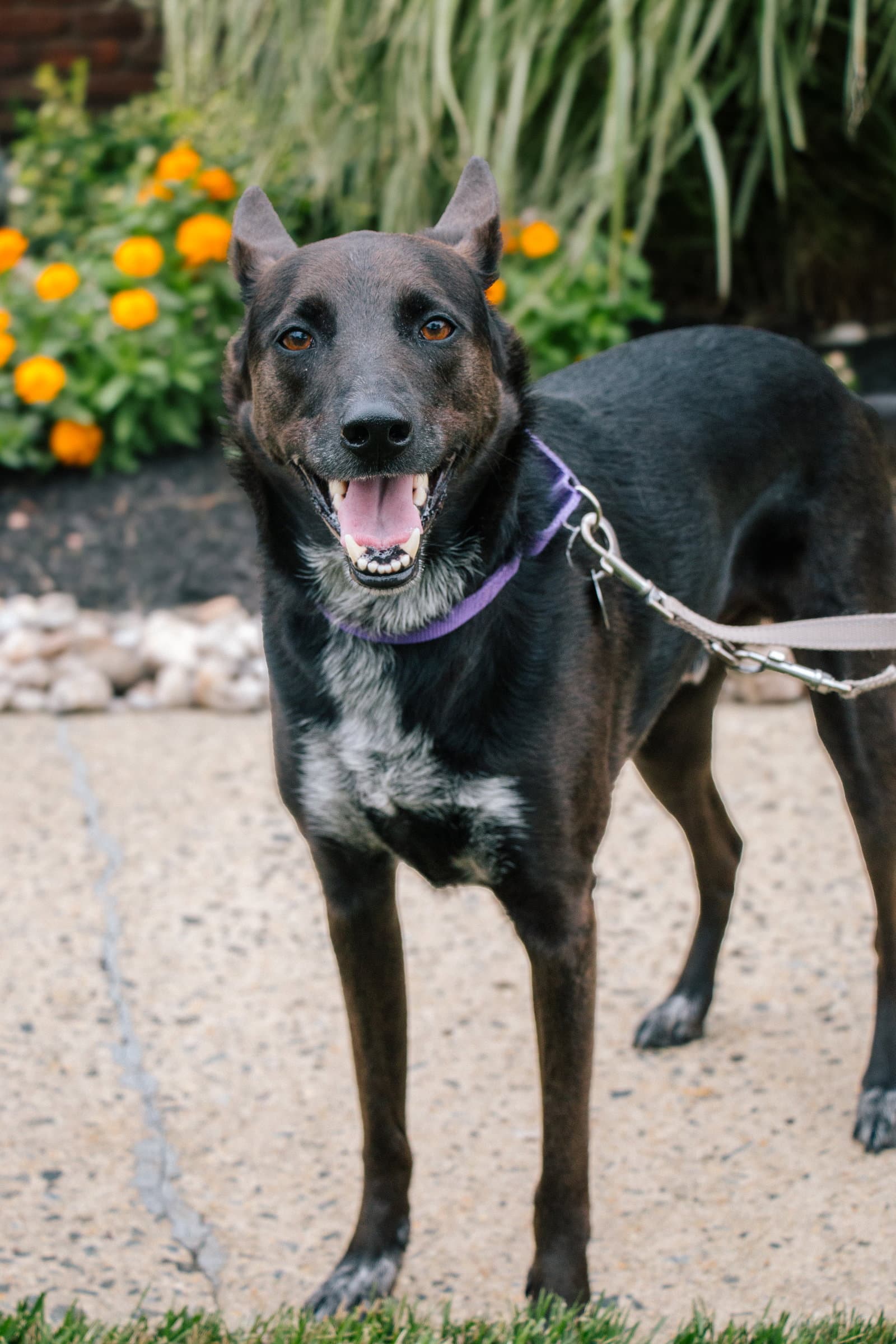 Indigo - Indeed a Good Boy!