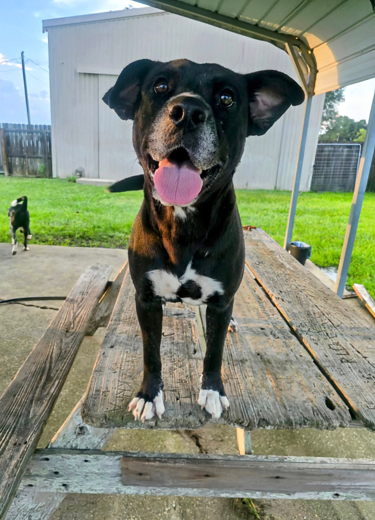 India - sweet soulful girl