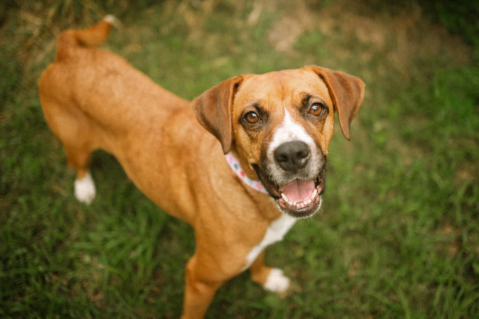 Mochie - goofy girl