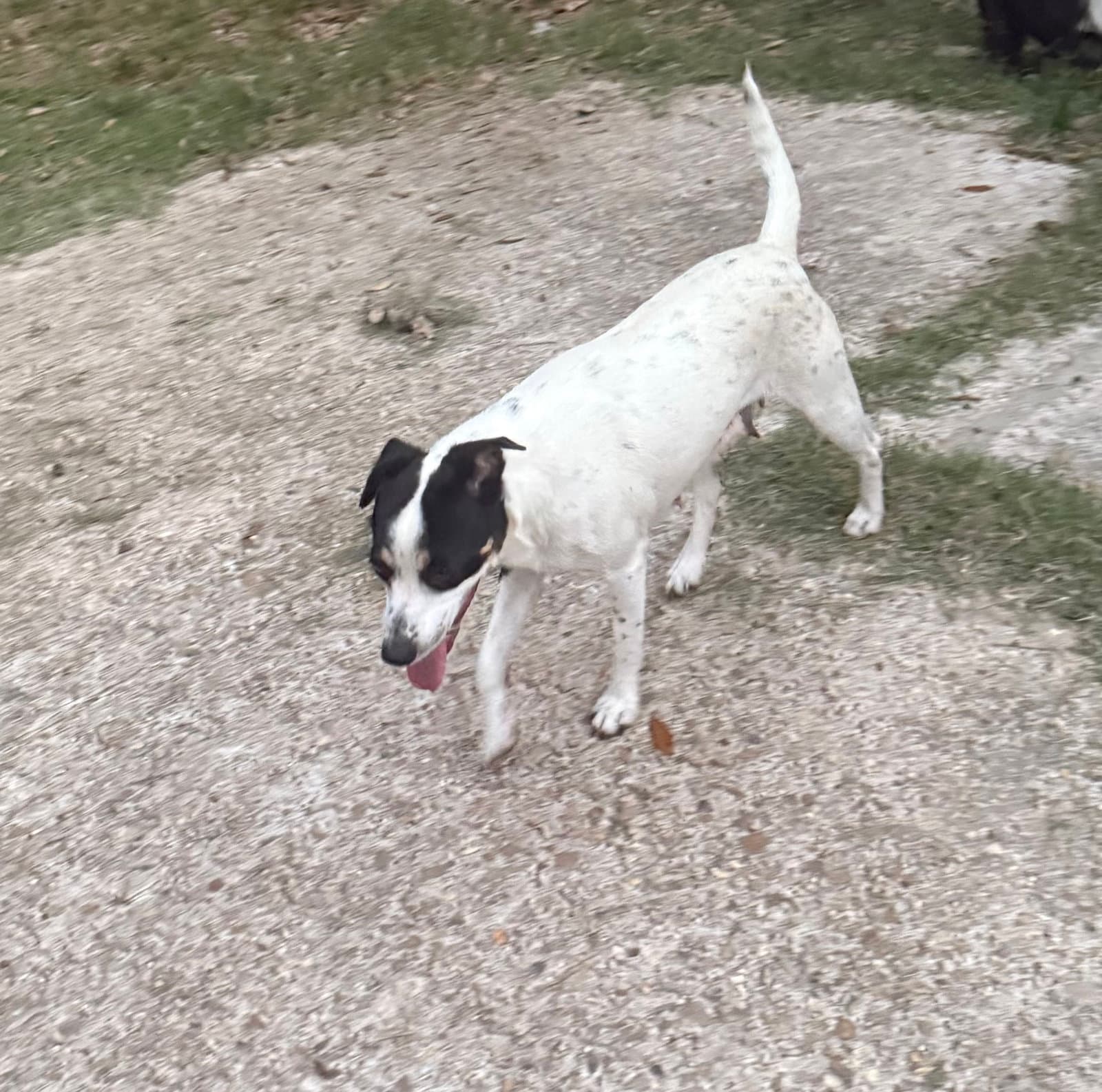 Tally - backyard explorer